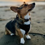 Un Borgi au pelage bicolore, assis sur une surface sableuse et portant un harnais 