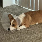 Un Borgi au pelage bicolore, allongé sur une moquette et portant un carcan 