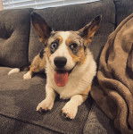 Un Borgi au pelage tricolore, allongé sur un lit et tirant la langue 