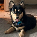 Un Borgi au pelage bicolore, allongé sur un tapis, tirant la langue, et portant un collier autour du cou