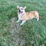 Un Borgi au pelage bicolore, allongé sur une surface herbacée et ayant la gueule ouverte 