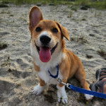 Un Borgi au pelage bicolore, assis sur une surface sableuse, tirant la langue et est qui est tenu en laisse