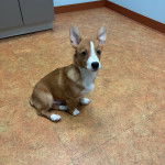 Un Borgi au pelage bicolore, assis sur un sol carrelé et regardant vers la caméra 