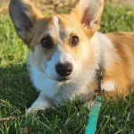 Un Borgi au pelage bicolore, allongé sur une surface gazonnée et qui est tenu en laisse 