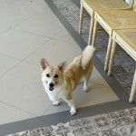 Un Borgi au pelage bicolore, debout sur ses quatre pattes sur une surface carrelé et ayant la gueule ouverte 