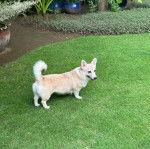 Un Borgi debout sur ses quatre pattes sur une surface gazonnée et ayant la gueule légèrement ouverte 
