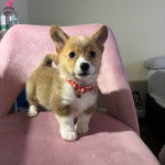 Un Borgi au pelage bicolore, assis sur une chaise et portant un collier autour du cou