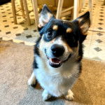 Un Borgi au pelage tricolore, assis sur un tapis et ayant la gueule légèrement ouverte 