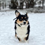 Un Borgi au pelage tricolore, debout sur ses quatre pattes dans la neige et portant un collier autour du cou 