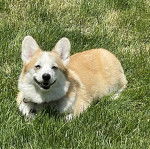 Un Borgi au pelage bicolore, allongé sur une surface herbacée et portant un collier autour du cou 