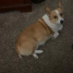 Un Borgi au pelage bicolore, allongé sur une moquette et regardant vers la caméra 