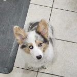Un Borgi au pelage tricolore, assis sur une surface carrelé et regardant vers la caméra 