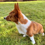 Un Borgi au pelage bicolore, assis sur une surface herbacée et semblant détendu 