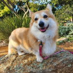 Un Borgi au pelage bicolore, debout sur ses quatre patte sur un rocher et qui est tenu en laisse 