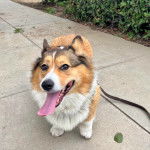 Un Borgi au pelage tricolore, debout sur ses quatre pattes sur une surface bétonnée, tirant la langue et qui est tenu en laisse