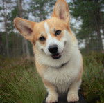 Un Borgi au pelage bicolore, regardant vers la caméra et portant un collier autour du cou