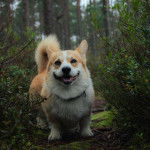 Un Borgi au pelage bicolore, debout sur quatre pattes sur un sentier et portant un collier autour du cou 