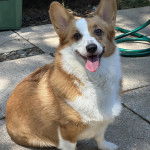 Un Borgi au pelage bicolore, assis sur une surface bétonnée et tirant la langue 