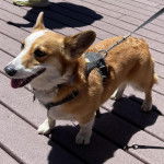 Un Borgi au pelage bicolore, tirant la langue et qui est tenu en laisse 