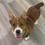 Un Borgi au pelage bicolore, debout sur ses quatre pattes sur un plancher et portant un harnais 