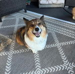 Un Borgi au pelage tricolore, assis sur un tapis et ayant la gueule ouverte 