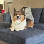 Un Borgi au pelage tricolore, allongé sur un canapé et tirant la langue 