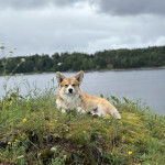 Un Borgi au pelage bicolore, allongé sur une surface herbacée et regardant vers la caméra 
