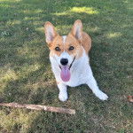 Un Borgi au pelage bicolore, allongé sur une surface herbacée et ayant la langue pendante 