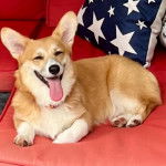 Un Borgi au pelage bicolore, allongé sur un canapé et ayant la langue pendante 