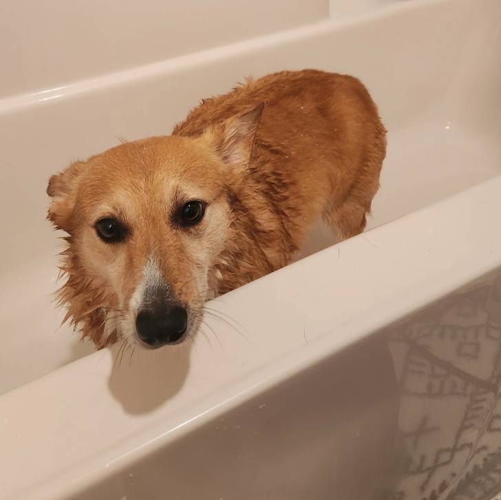 Un Borgi au pelage bicolore, debout sur ses quatre pattes dans une baignoire et regardant vers la caméra 