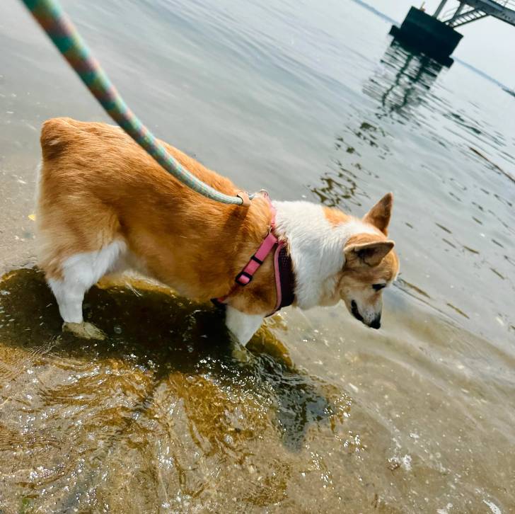 Un Borgi au pelage bicolore, debout sur ses quatre pattes dans l'eau et qui est tenu en laisse
