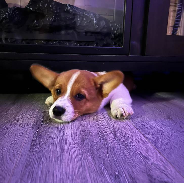 Un Borgi au pelage bicolore, allongé sur un plancher et semblant détendu 