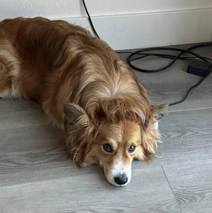 Un Borgi au pelage bicolore, allongé sur un plancher et regardant vers la caméra