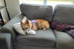 Un Borgi allongé sur un canapé et portant un harnais 
