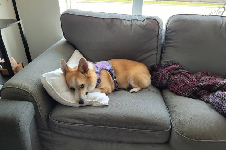 Un Borgi allongé sur un canapé et portant un harnais 