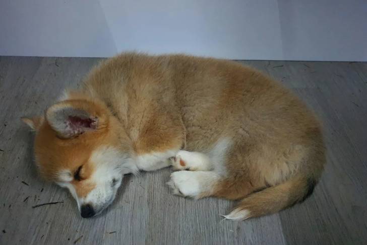 Un Borgi allongé sur un plancher et semblant dormir 