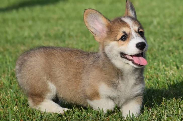 Un Borgi sur une surface gazonnée et tirant la langue