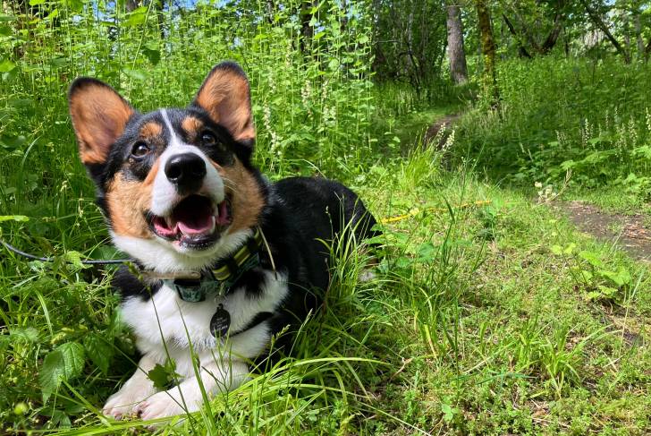 Un Borgi allongé dans une forêt et portant un collier autour du cou
