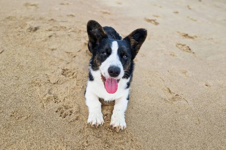 Un Borgi allongé sur une surface sableuse et tirant la langue 