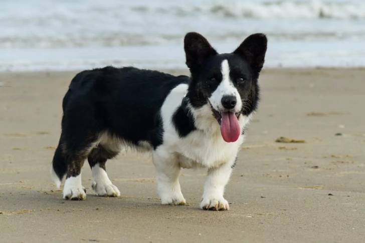Un Borgi sur une surface sableuse et ayant la langue pendante