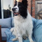 Un Ski-Border au pelage bicolore, assis sur un canapé et ayant la gueule légèrement ouverte