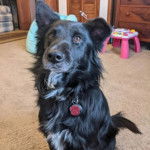 Un Ski-Border au pelage bicolore, assis sur une moquette et portant un collier autour du cou