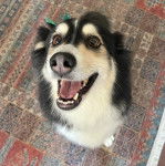 Un Ski-Border au pelage bicolore, assis sur un tapis et ayant la gueule ouverte 