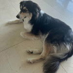 Un Ski-Border au pelage tricolore, allongé sur une surface carrelé et portant un collier autour du cou