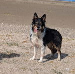 Un Ski-Border au pelage tricolore, sur une surface sableuse et ayant la langue pendante 