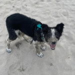 Un Ski-Border au pelage bicolore, sur une surface sableuse et portant un harnais 