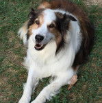 Un Ski-Border au pelage bicolore, allongé sur une surface herbacée et ayant la gueule légèrement ouverte 