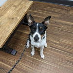 Un Ski-Border au pelage tricolore, assis sur un plancher et qui est tenu en laisse 