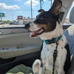 Un Ski-Border au pelage bicolore, assis sur le siège d'une voiture et qui est tenu en laisse 