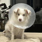 Un Ski-Border au pelage blanc, portant un carcan et regardant la caméra